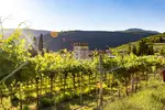 Explore the magic of Valpolicella with this wine guide, packed with tips for touring its scenic hills, historic wineries, and charming towns across the Veneto.
