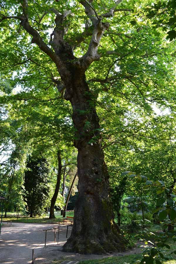 Tree in the Botanical Gardens