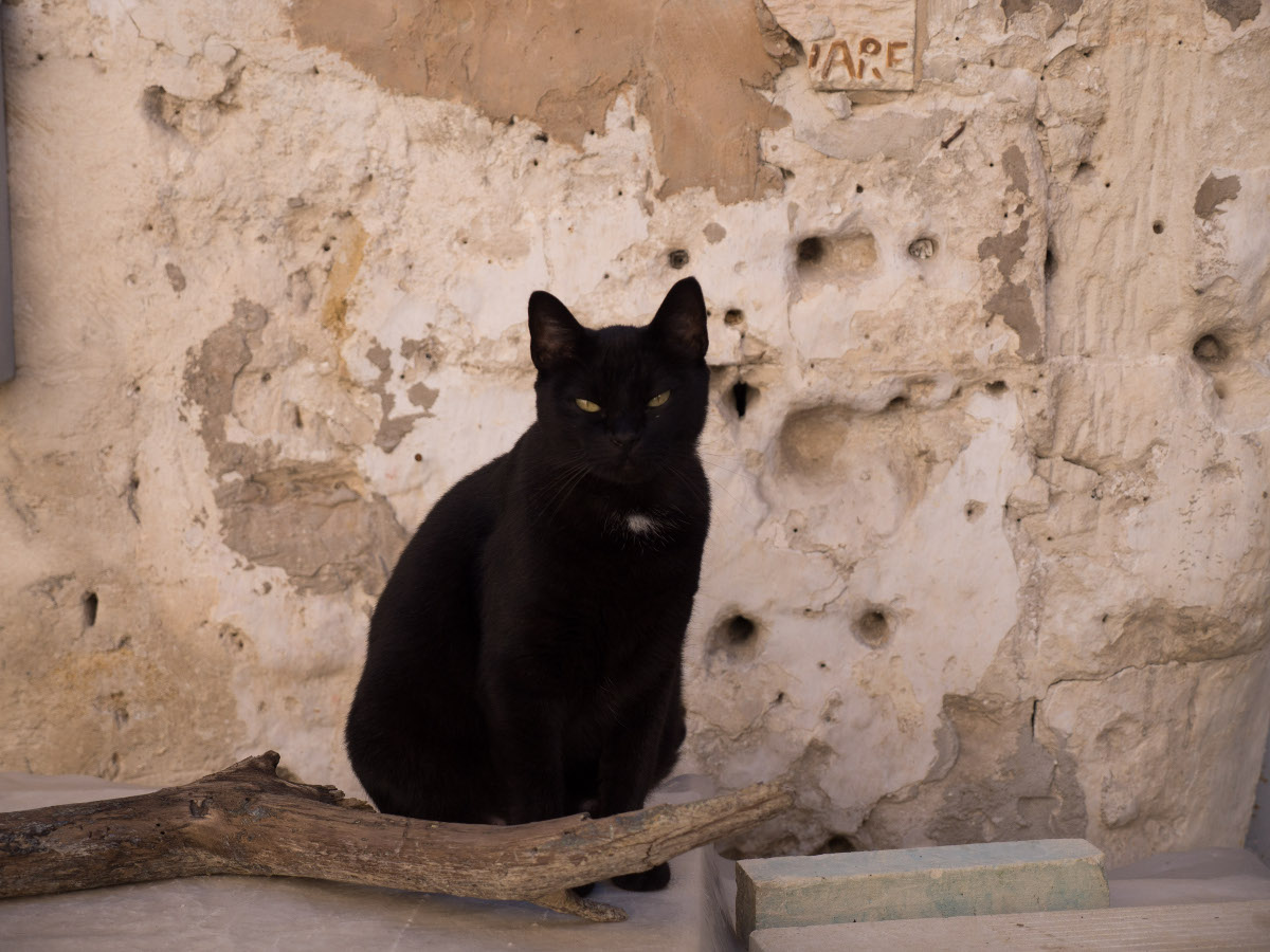 A Cat in Matera