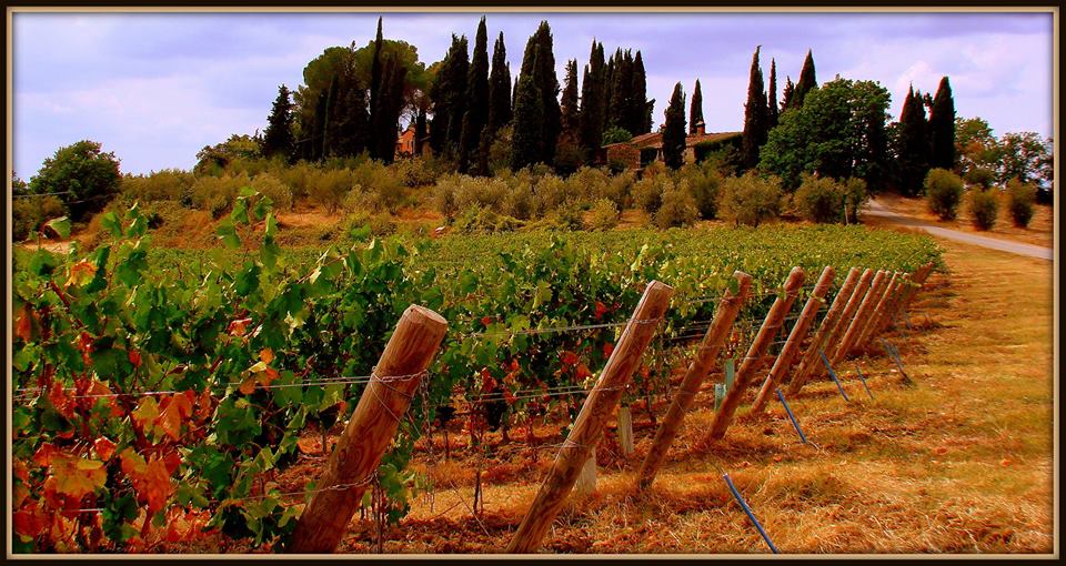 Vineyards and Cypress trees in Tuscany
