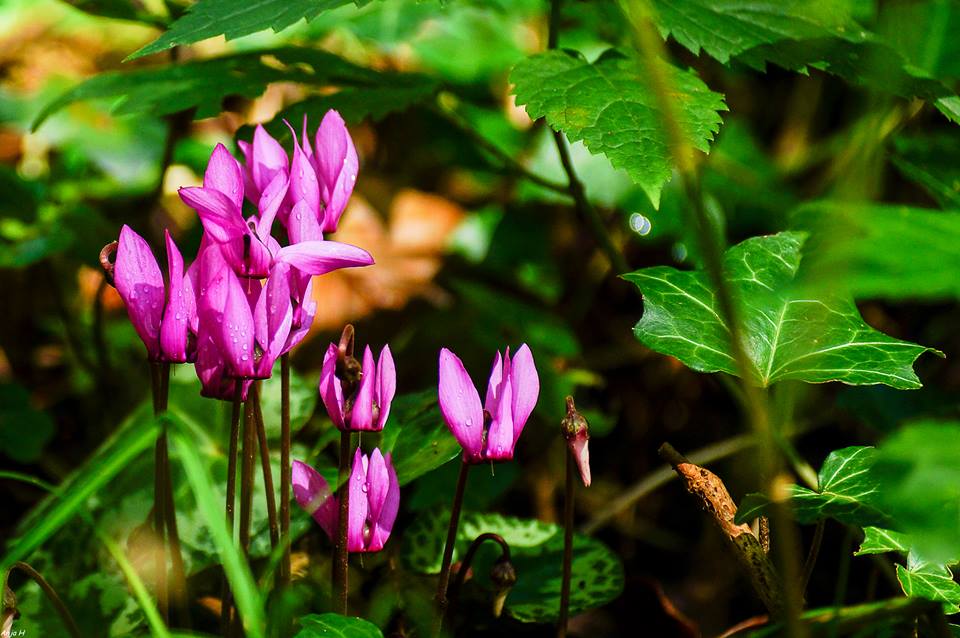 Parco Giardino Sigurtà Anja Harreman Hokke