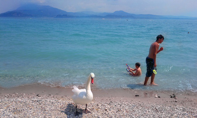 Swan Lake Garda
