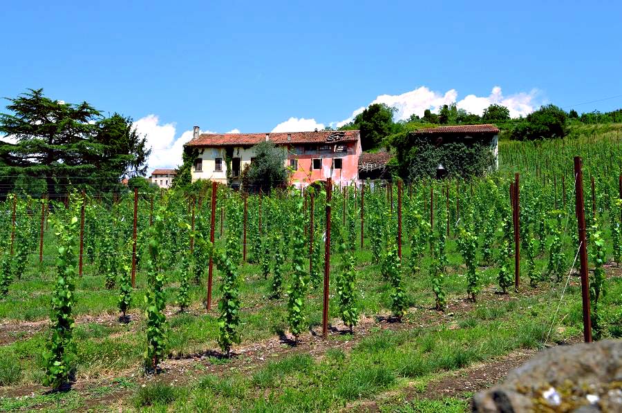 Vineyards near Breganze