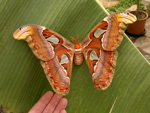 butterfly park Italy 