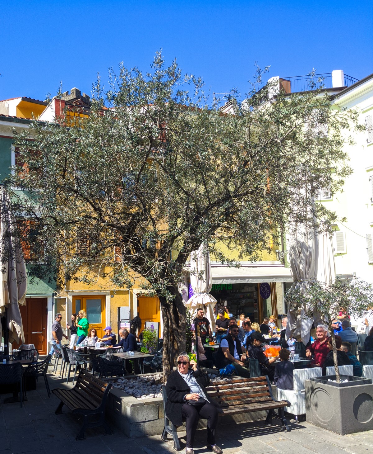 Olive tee in a piazza in Muggia