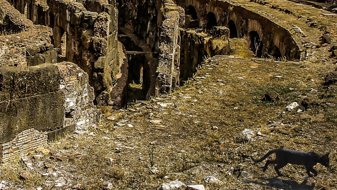 Cat & Temples in Rome