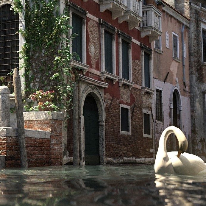 Swan in Venice